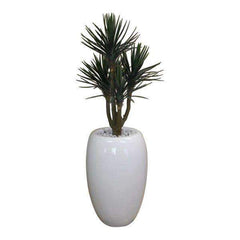 76cm Baby Yucca x 4 heads in Bubble Fibreglass Urn